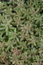 White stonecrop, Sedum album, mat forming plant